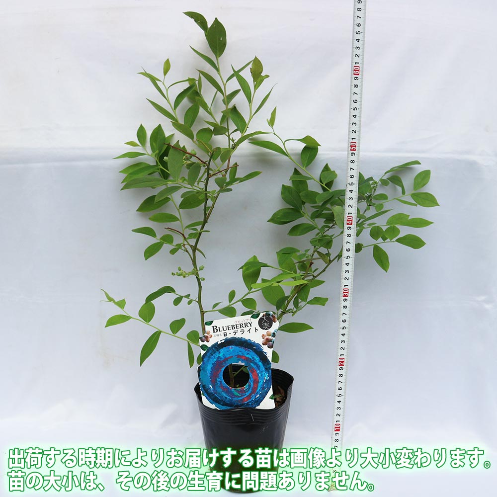 ラビットアイ系ブルーベリー デライト【果樹苗 挿し木苗15cmポット苗