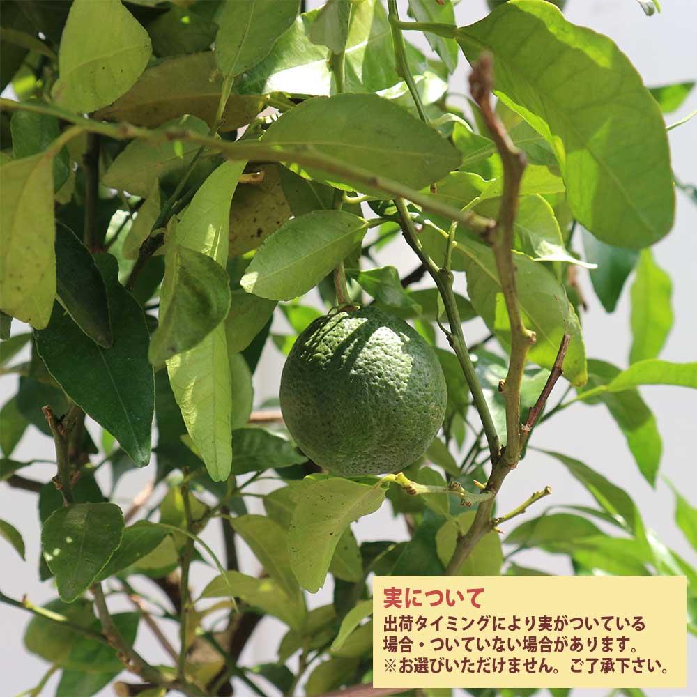 デコポンの苗木 不知火【果樹苗 3年生 接木苗21～24cmポット／1個