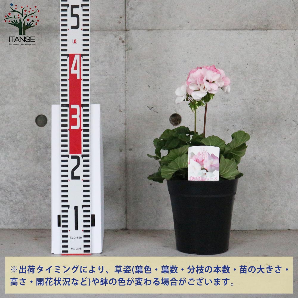 ゼラニウム ホワイトトゥローズ 【花苗 4～5号鉢 多年草／1個売り