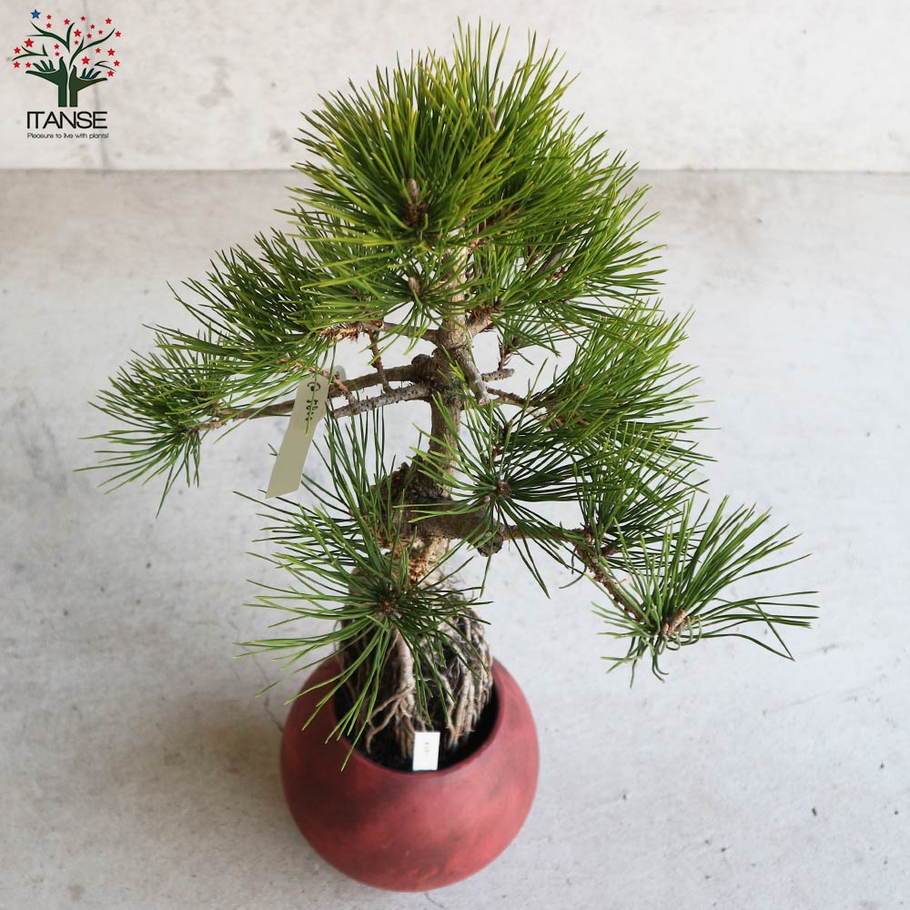 黒松 根上がり盆栽 【盆栽 5号デザイン陶器鉢／1個売り】｜ 【植物の