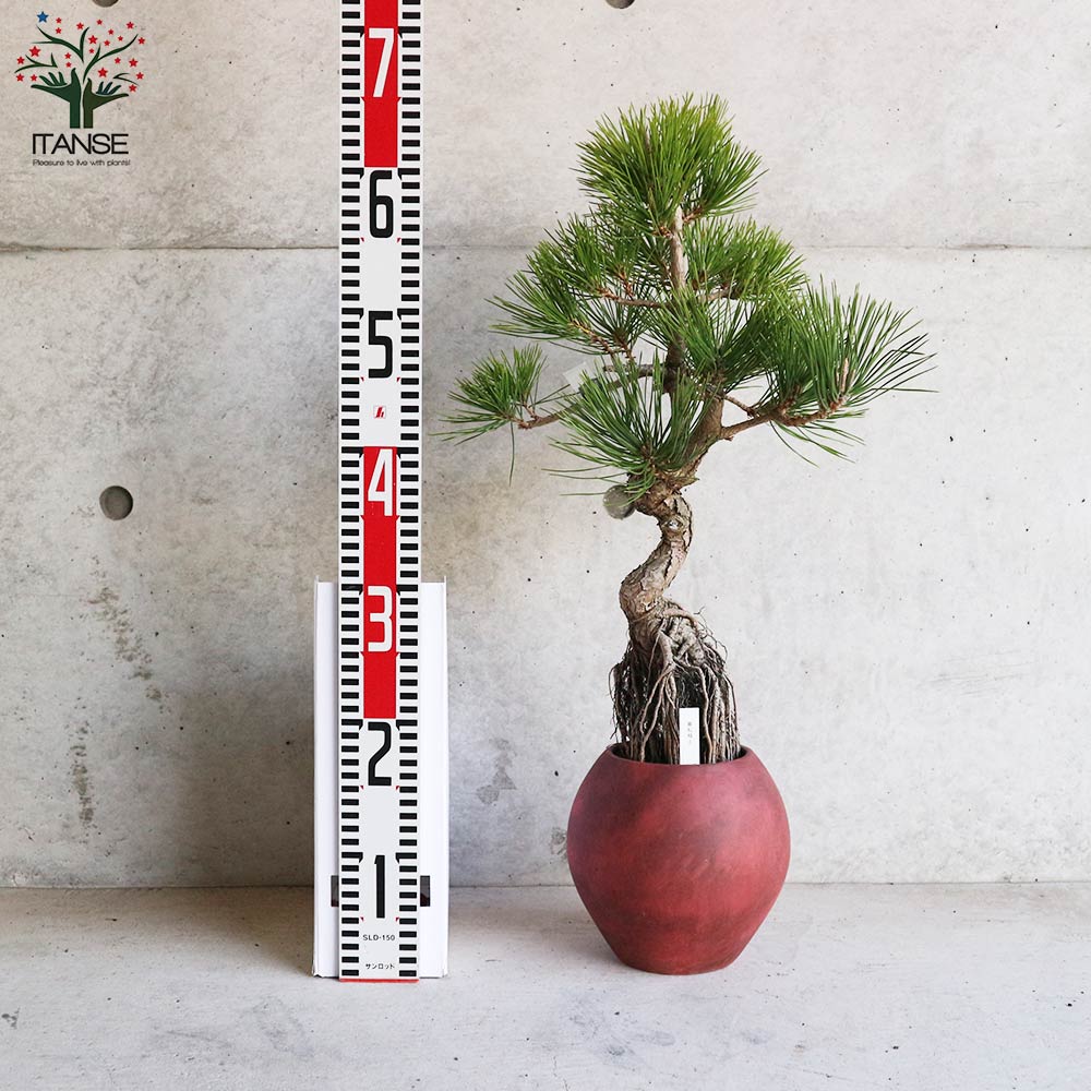 黒松 根上がり盆栽 【盆栽 5号デザイン陶器鉢／1個売り】｜ 【植物の