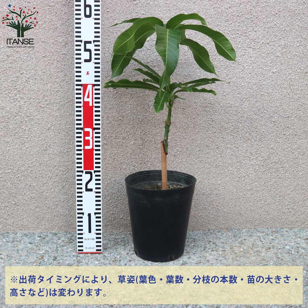 マンゴーの苗木 ナンドクマイ【果樹の苗木 6号硬質ポット 2年生 接木苗