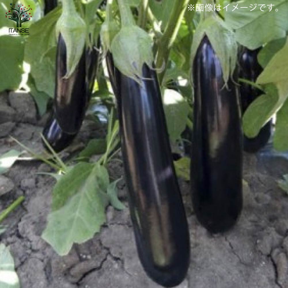 すずなりトロトロなすの苗(長ナスタイプ)2個～【9cmポット自根苗
