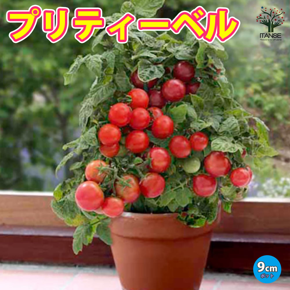 すずなりドワーフトマト プリティーベル 矮性ミニトマト2個～【自根苗