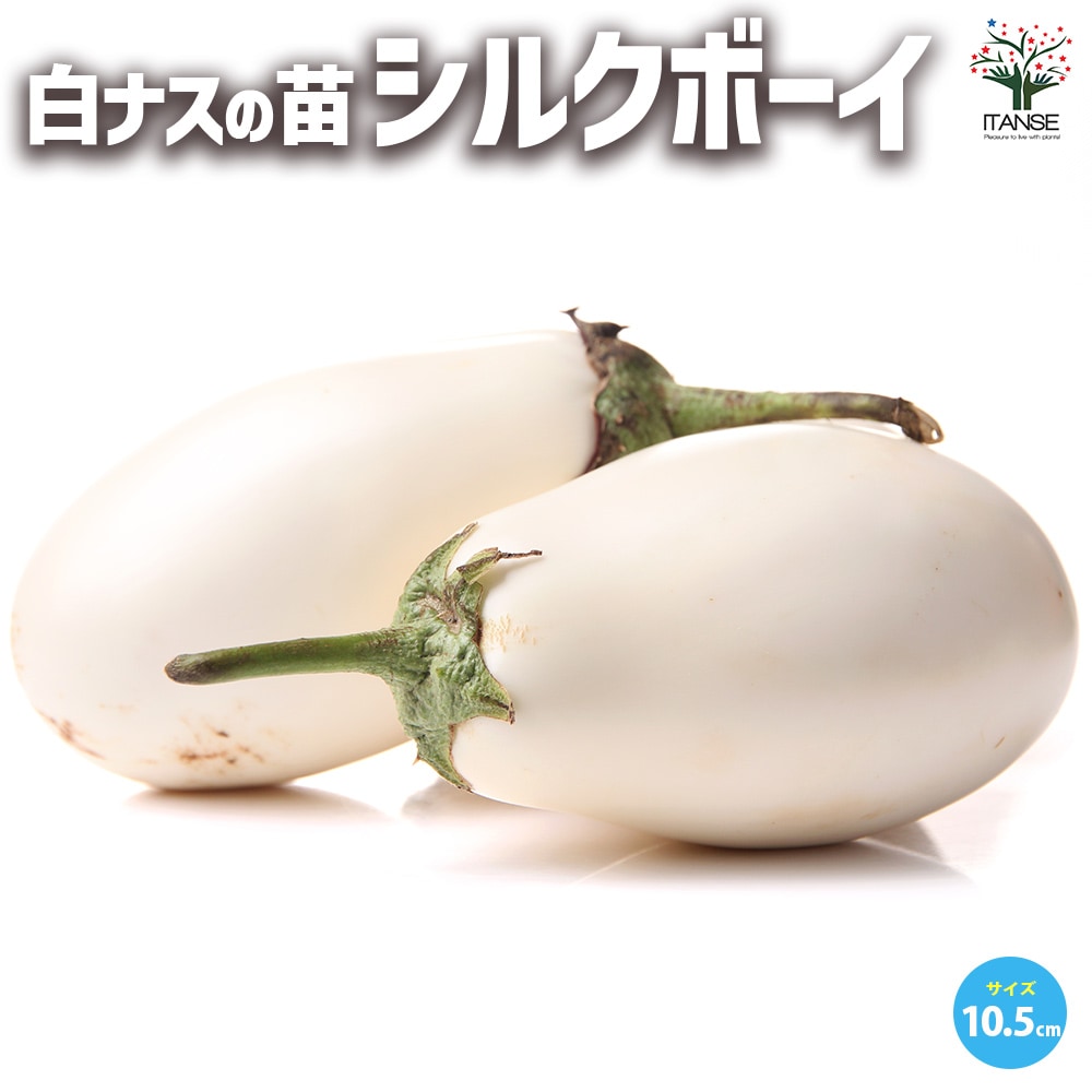 白ナス シルクボーイ 自根苗2個～【野菜の苗 10.5cmポット】｜ 【植物