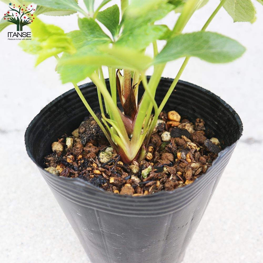 クリスマスローズ ”シングル咲き” 色ミックス見計らいセット2個