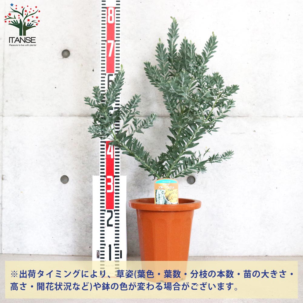 アカシア ブルーブッシュ【花苗 7号茶鉢】｜ 【植物のITANSE