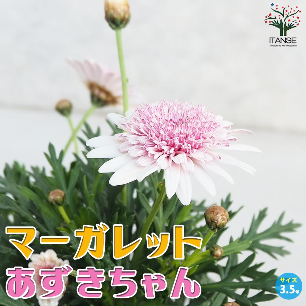 マーガレット あずきちゃん【花苗 3.5号ポット】｜ 【植物の