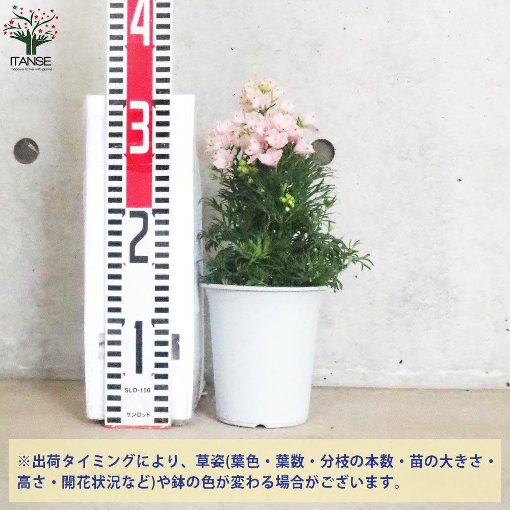 デルフィニウム さくらひめ【花苗 4号ポット】｜ 【植物のITANSE