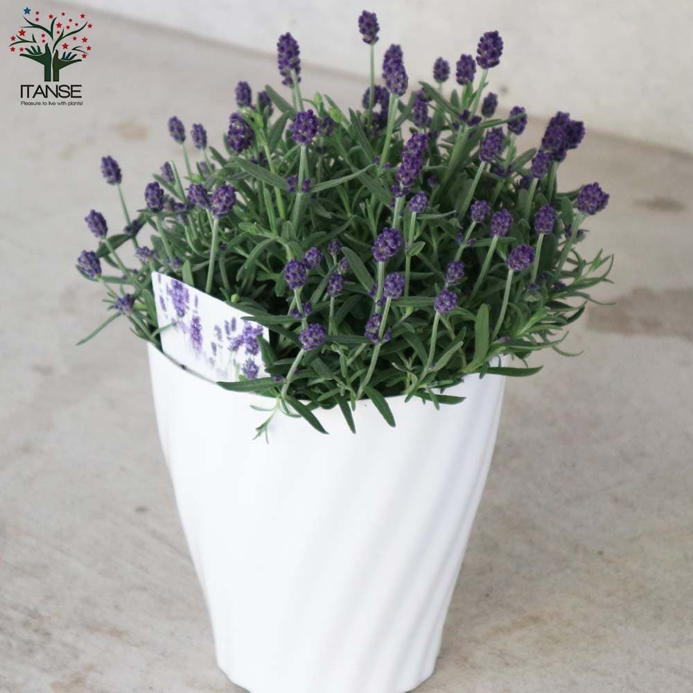 ラベンダー・アロマティコ ブルー【ハーブの苗 5号鉢】｜ 【植物の