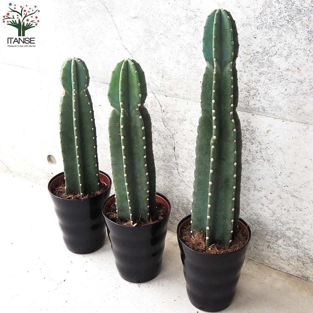 柱サボテン 鬼面閣(キメンカク)【観葉植物 4.5号鉢】｜ 【植物の