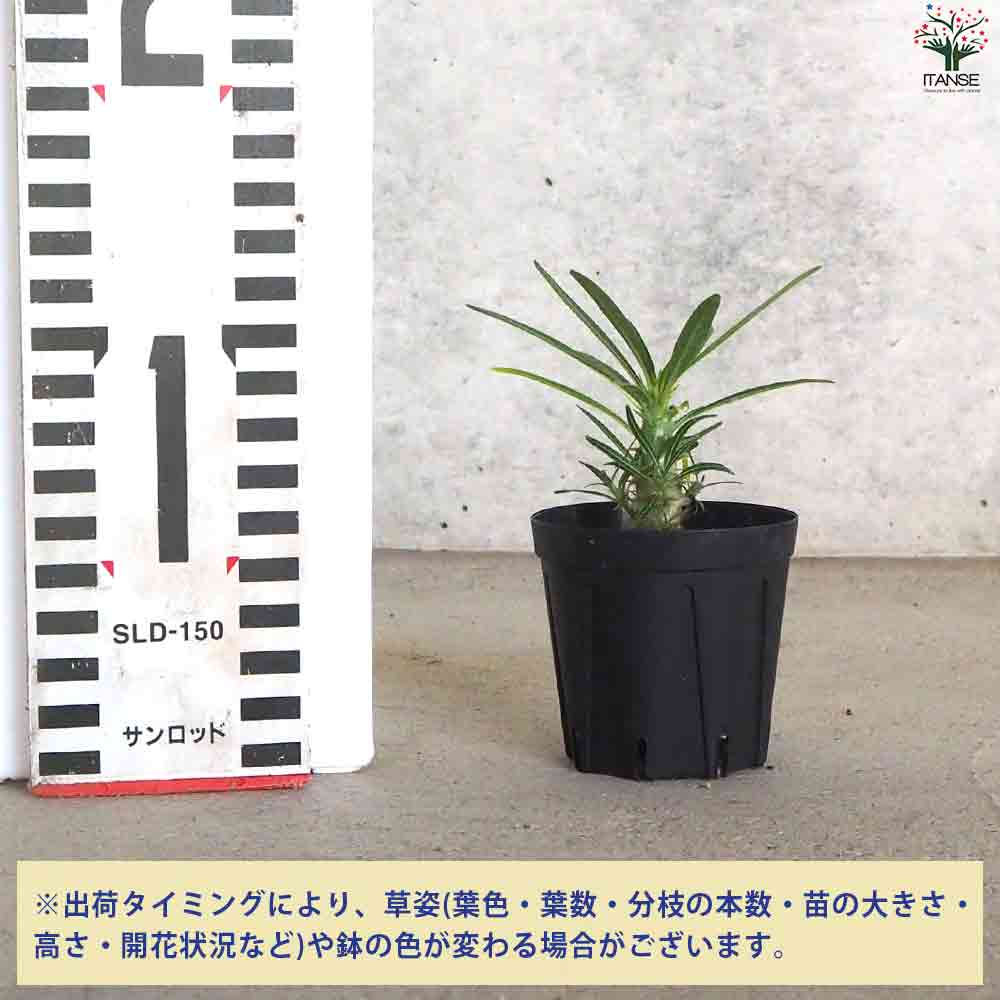 パキポディウム グラキリス 【多肉植物 2号鉢】｜ 【植物の