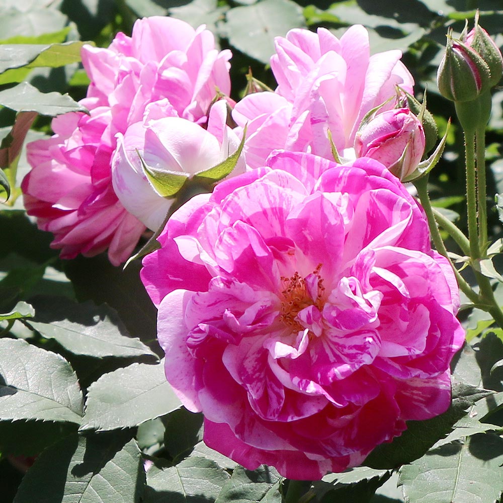 薔薇 オノリーヌ ド ブラバン 接木苗【花苗 4号／1個売り】｜ 【植物の