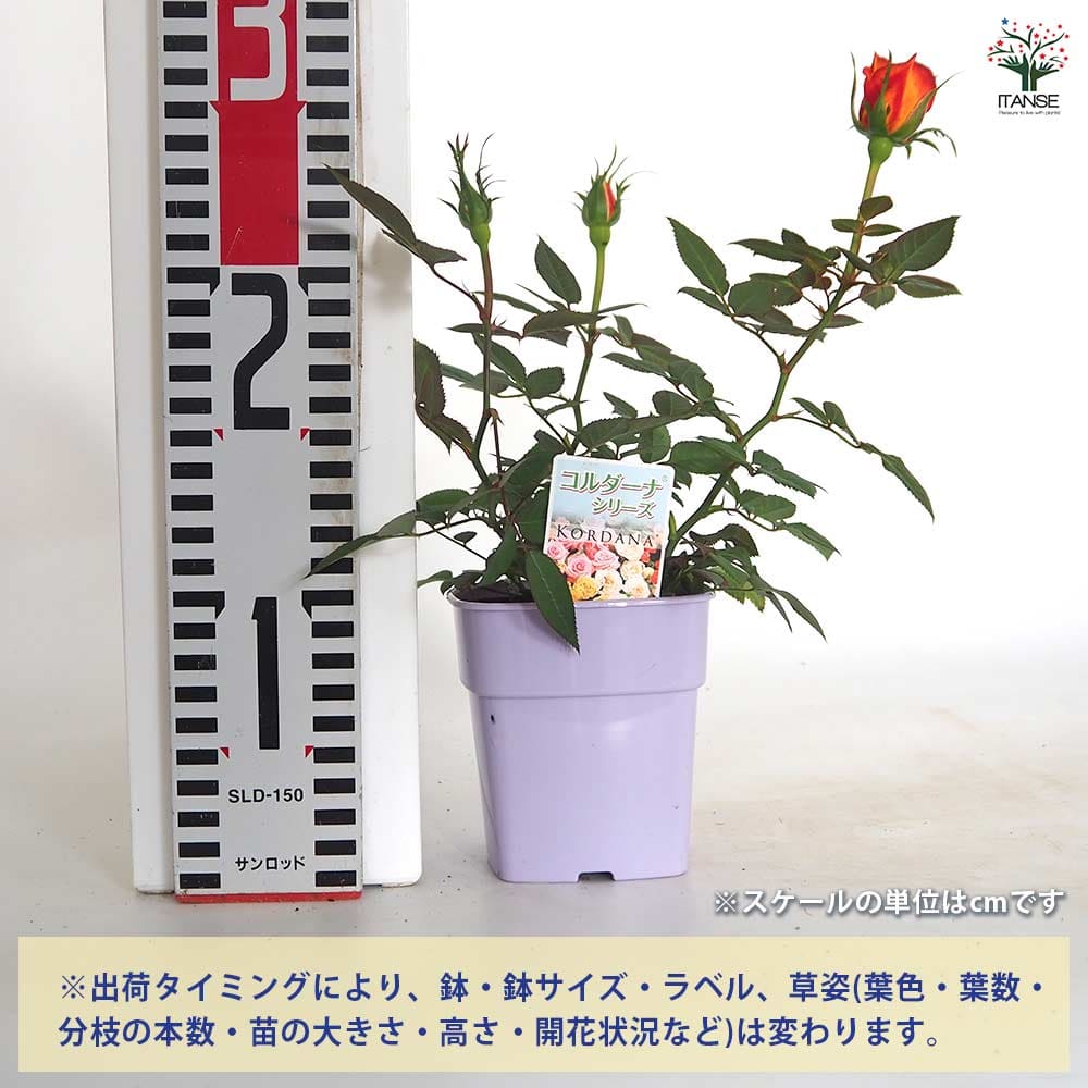 ミニ薔薇 サンバ 【花木苗 3.5号】｜ 【植物のITANSE】全品送料