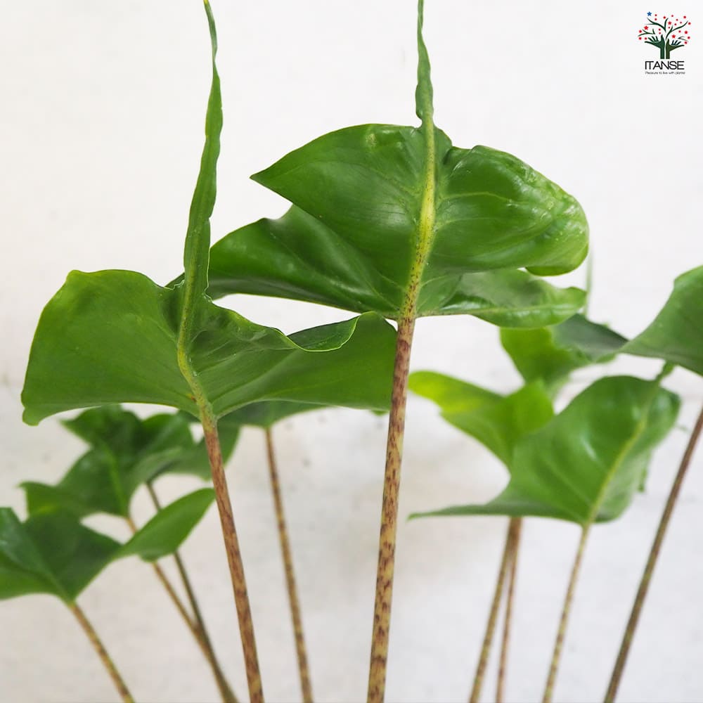 アロカシア スティングレー 【観葉植物 6号鉢／1個売り】｜ 【植物の