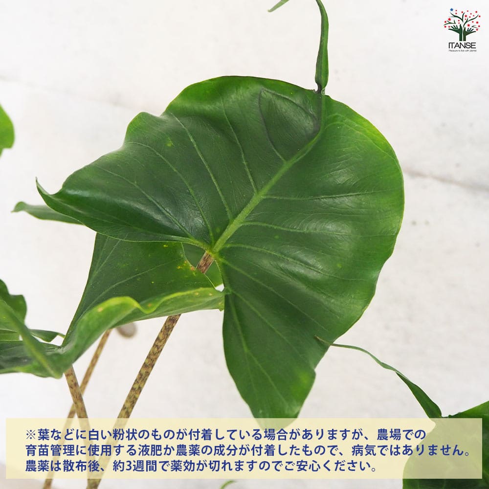 アロカシア スティングレー 【観葉植物 6号鉢／1個売り】｜ 【植物の