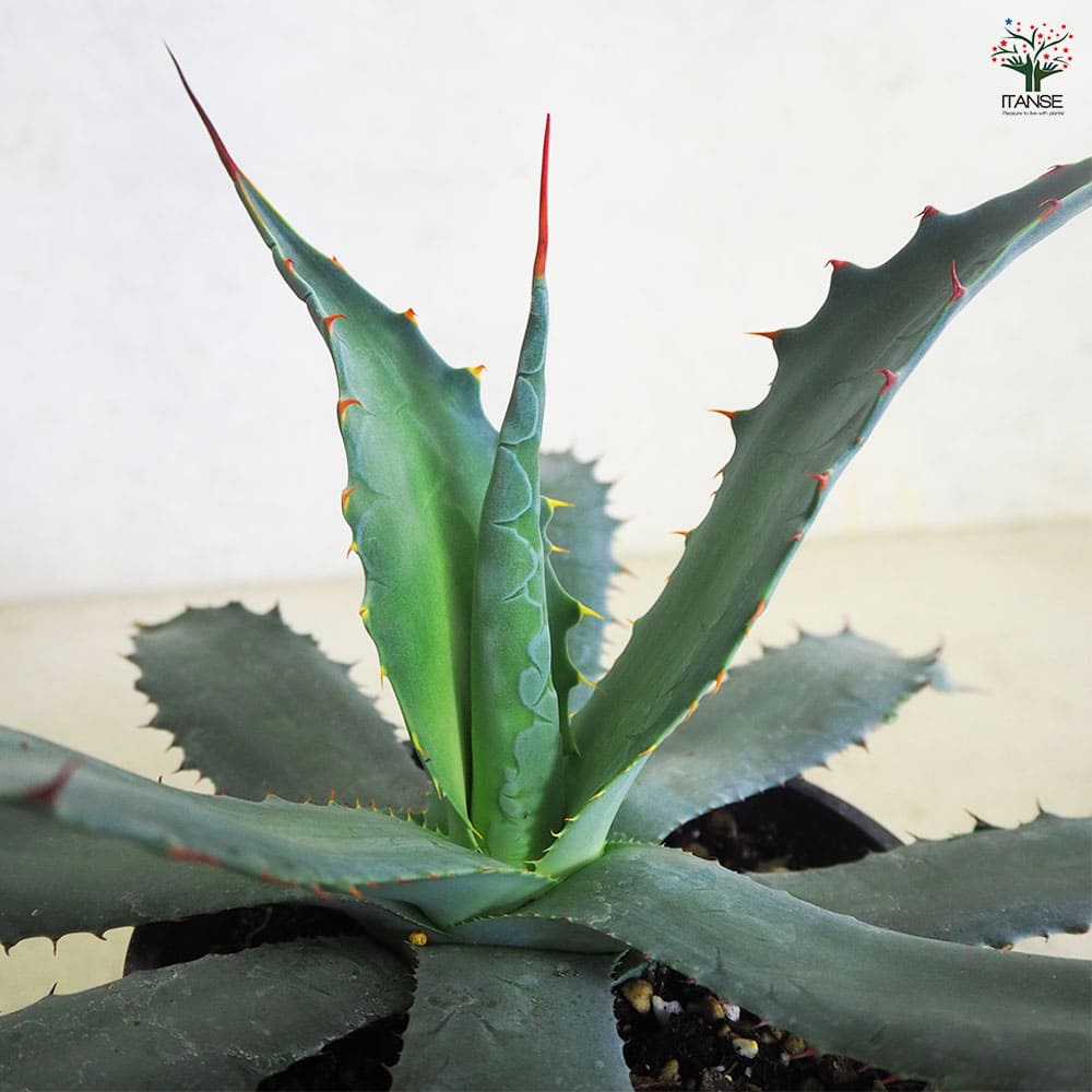 アガベ ワコマヒー 【多肉植物 5号鉢／1個売り】｜ 【植物の