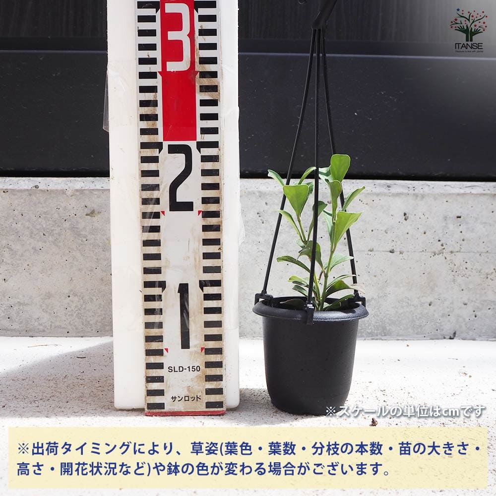 ホヤ マニプレンシス 【観葉植物 3号吊鉢】｜ 【植物のITANSE