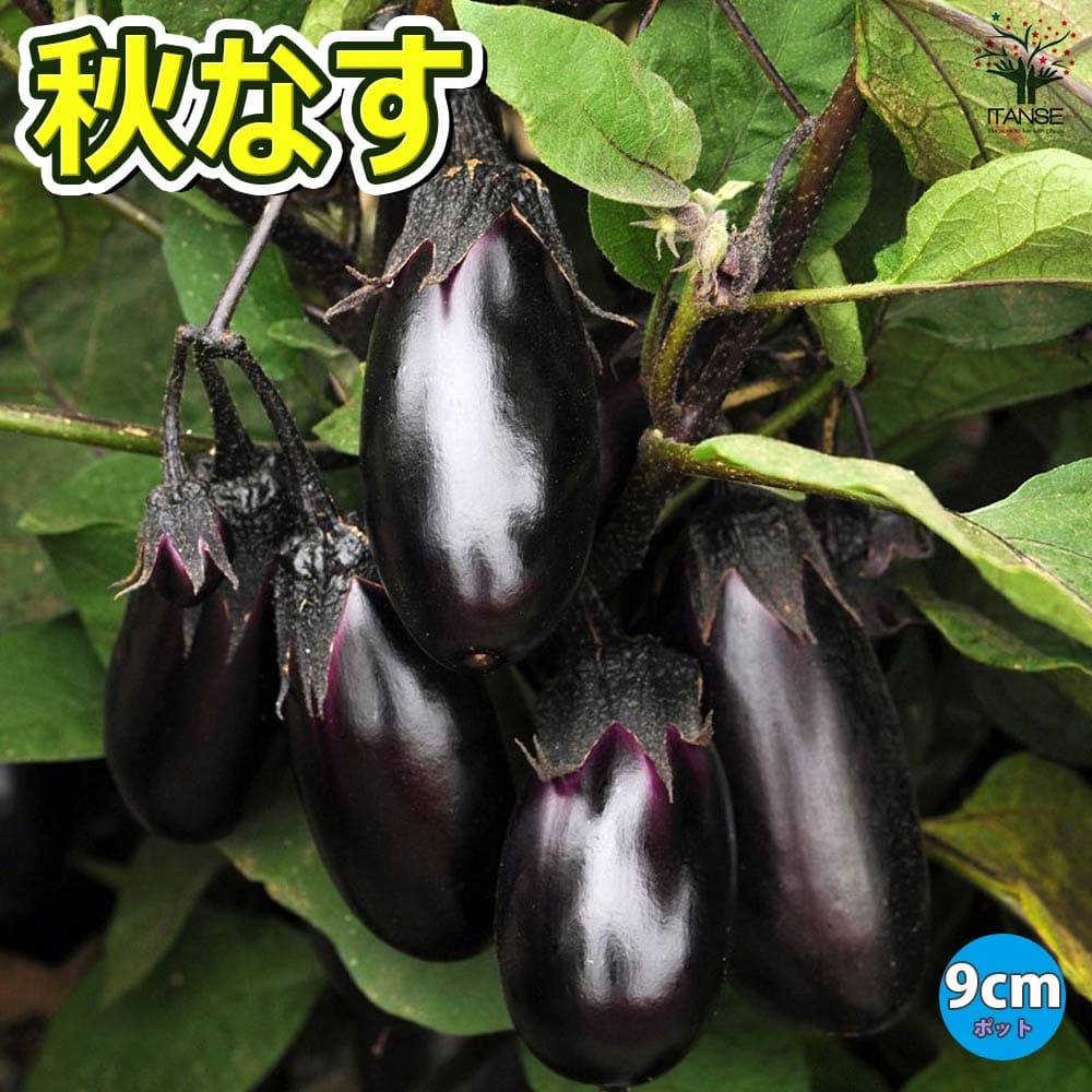 秋なすび(中長ナス)2個～【野菜苗 9cmポット自根苗】｜ 【植物の