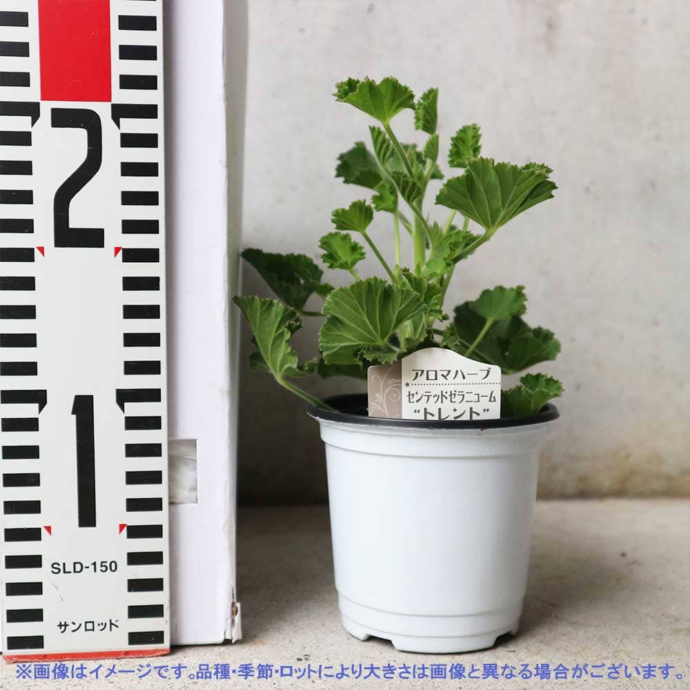 センテッドゼラニウム トレント 10.5cm2個～【おうちで簡単！育て