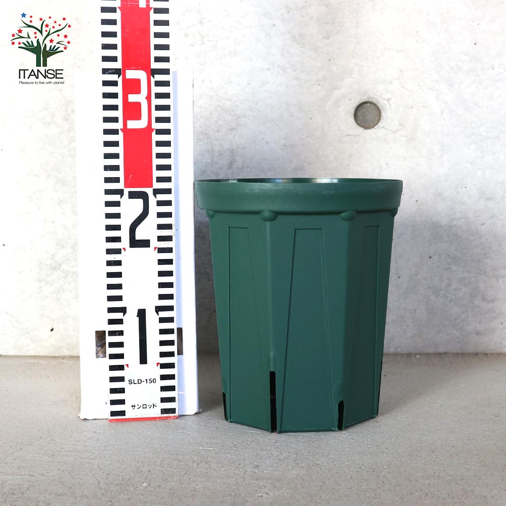 スリット鉢【資材 6号ロングサイズ】｜ 【植物のITANSE】全品