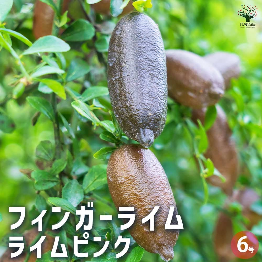 フィンガーライム ライムピンク 【果樹の苗木 6号／1個売り】｜ 【植物