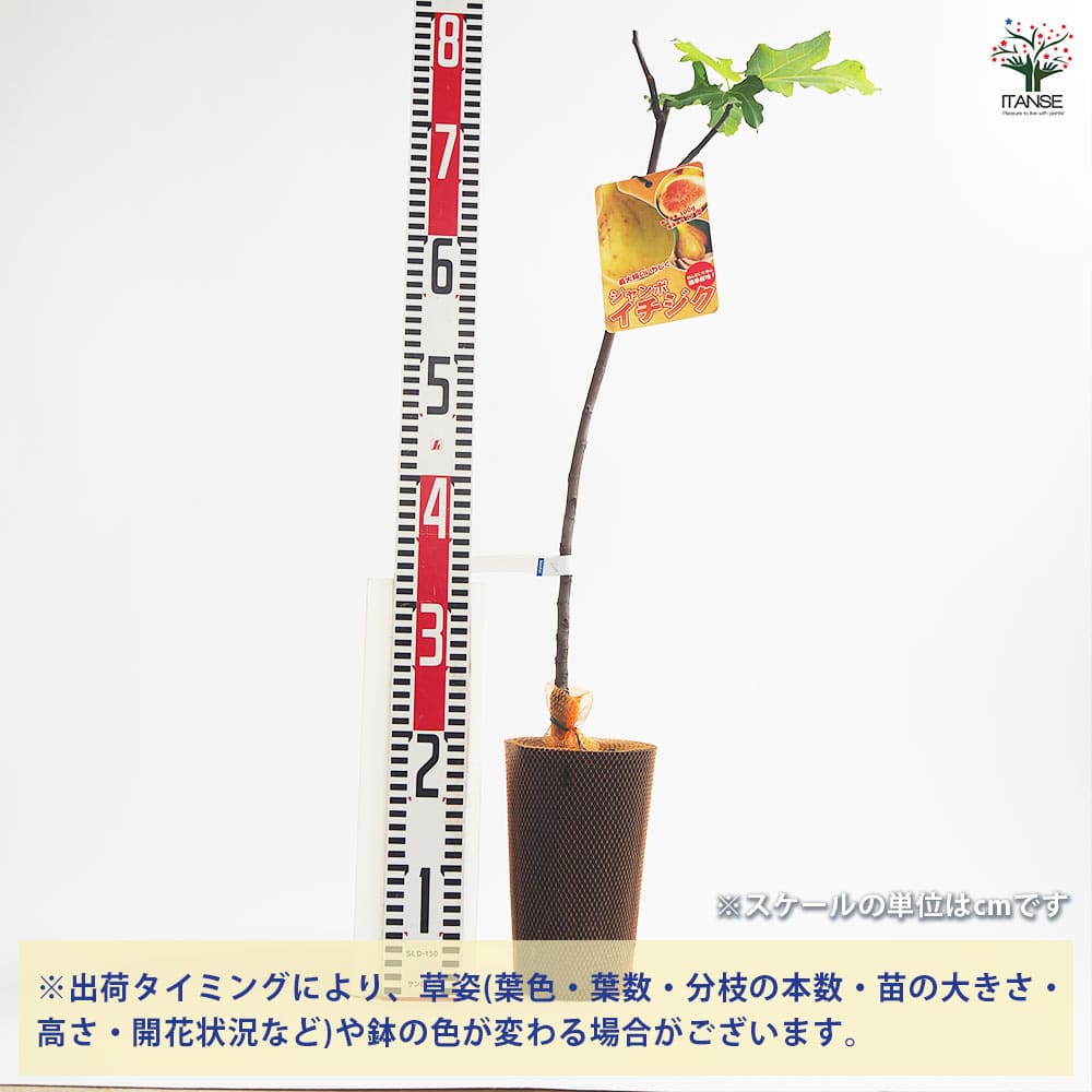 イチジク ジャンボイチジク 【果樹の苗木 4号／1個売り】｜ 【植物の