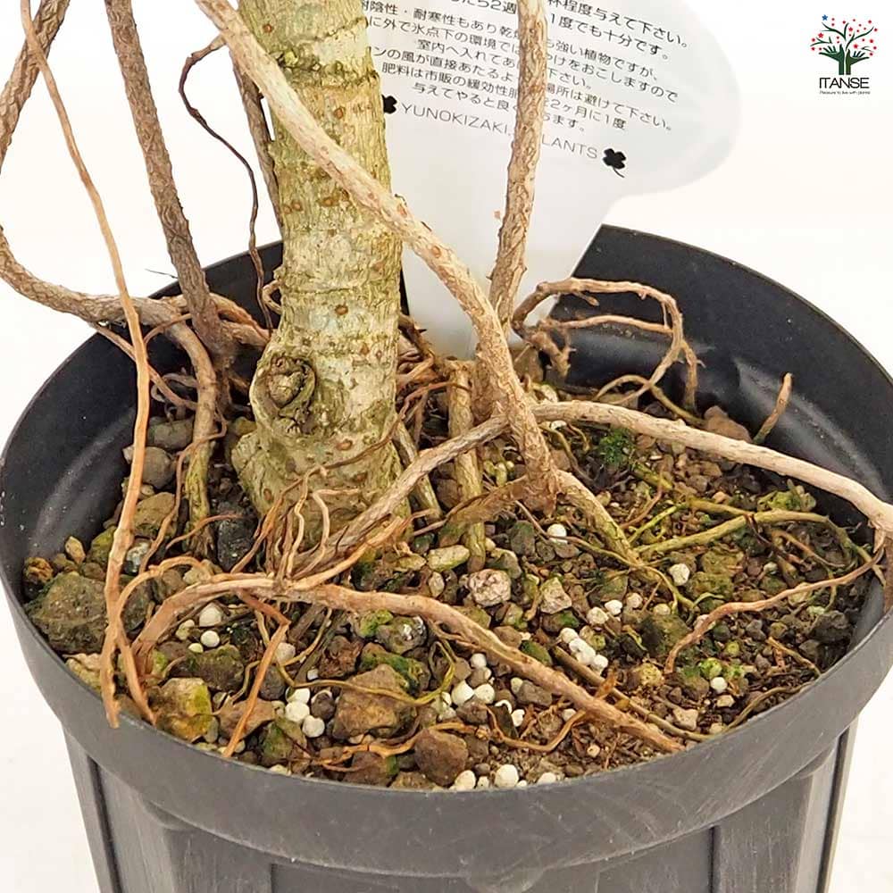 シェフレラ 曲がり 【観葉植物 5号／1個売り】｜ 【植物のITANSE