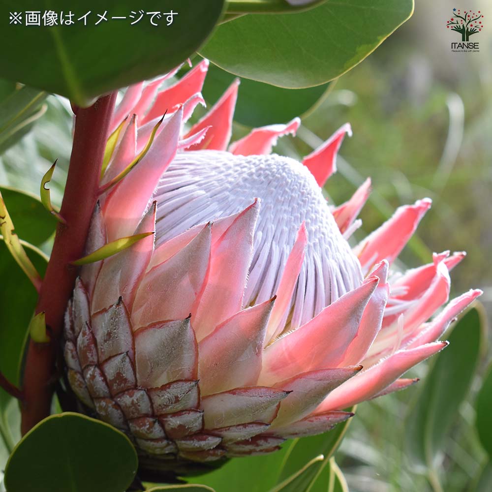 プロテア シナロイデス スプリング 【花木苗 4号／1個売り】｜ 【植物