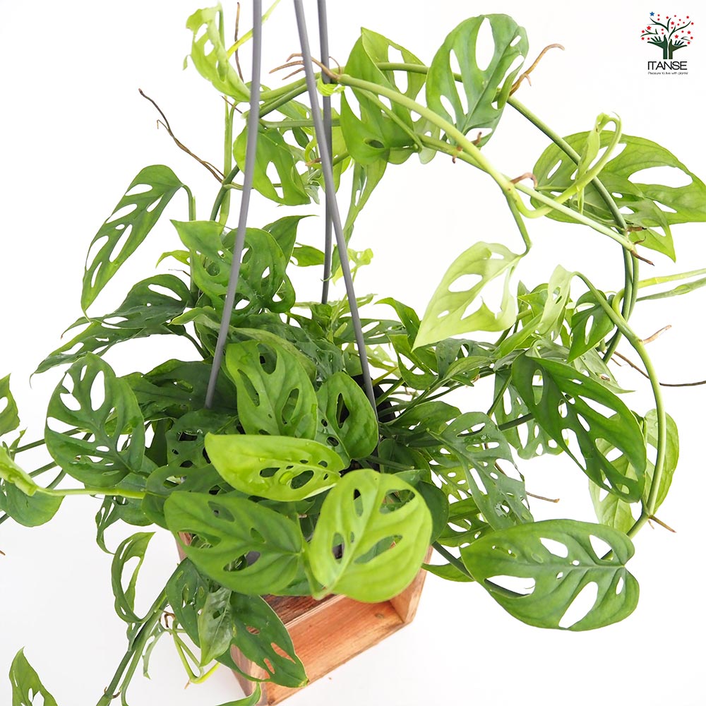 モンステラ オブリクア エクスピラータ吊り鉢 【観葉植物 5号／1個売り