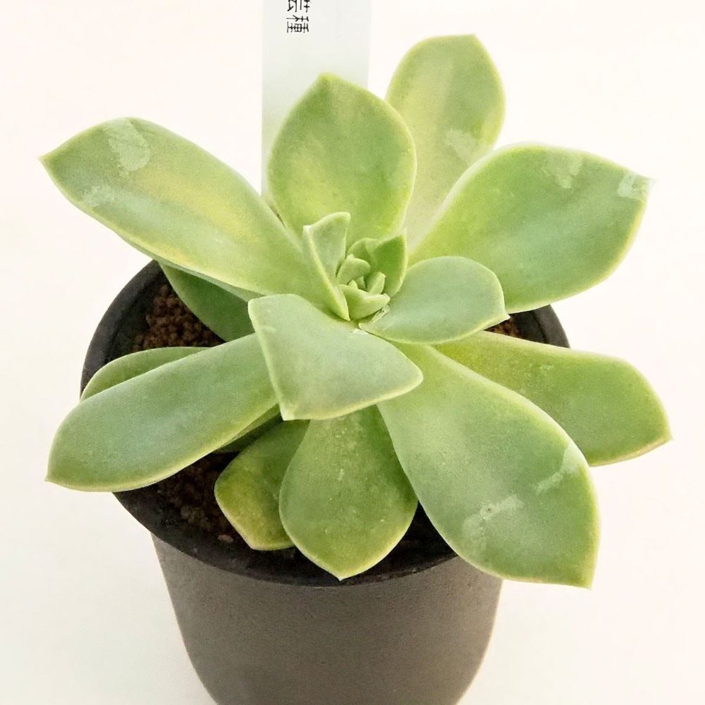 グラプトベリア ハリーワトソン 【多肉植物 2.5号／1個売り】｜ 【植物