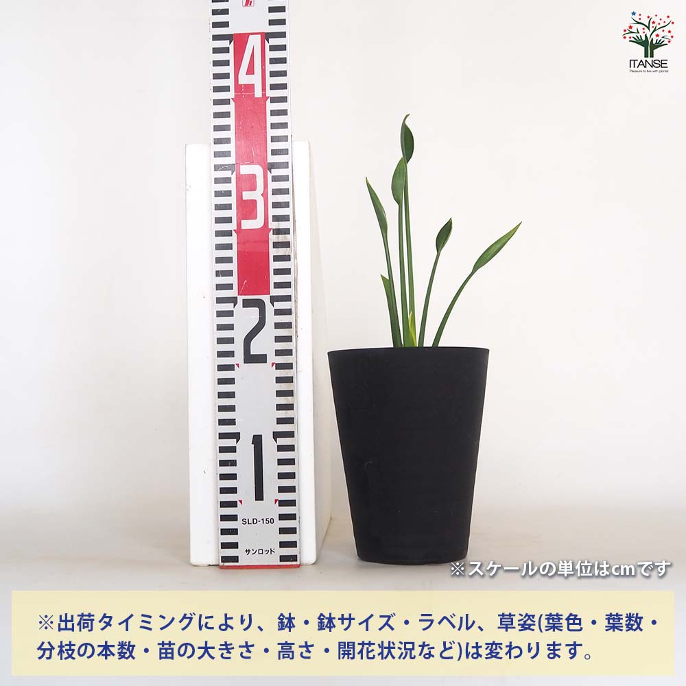 ストレリチア ユンケア 【観葉植物 4号／1個売り】｜ 【植物の