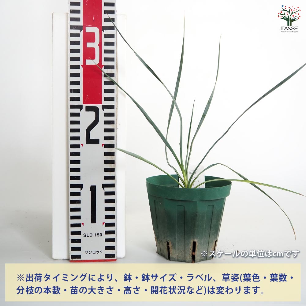 ユッカ ロストラータ 【観葉植物 4号】｜ 【植物のITANSE】全品
