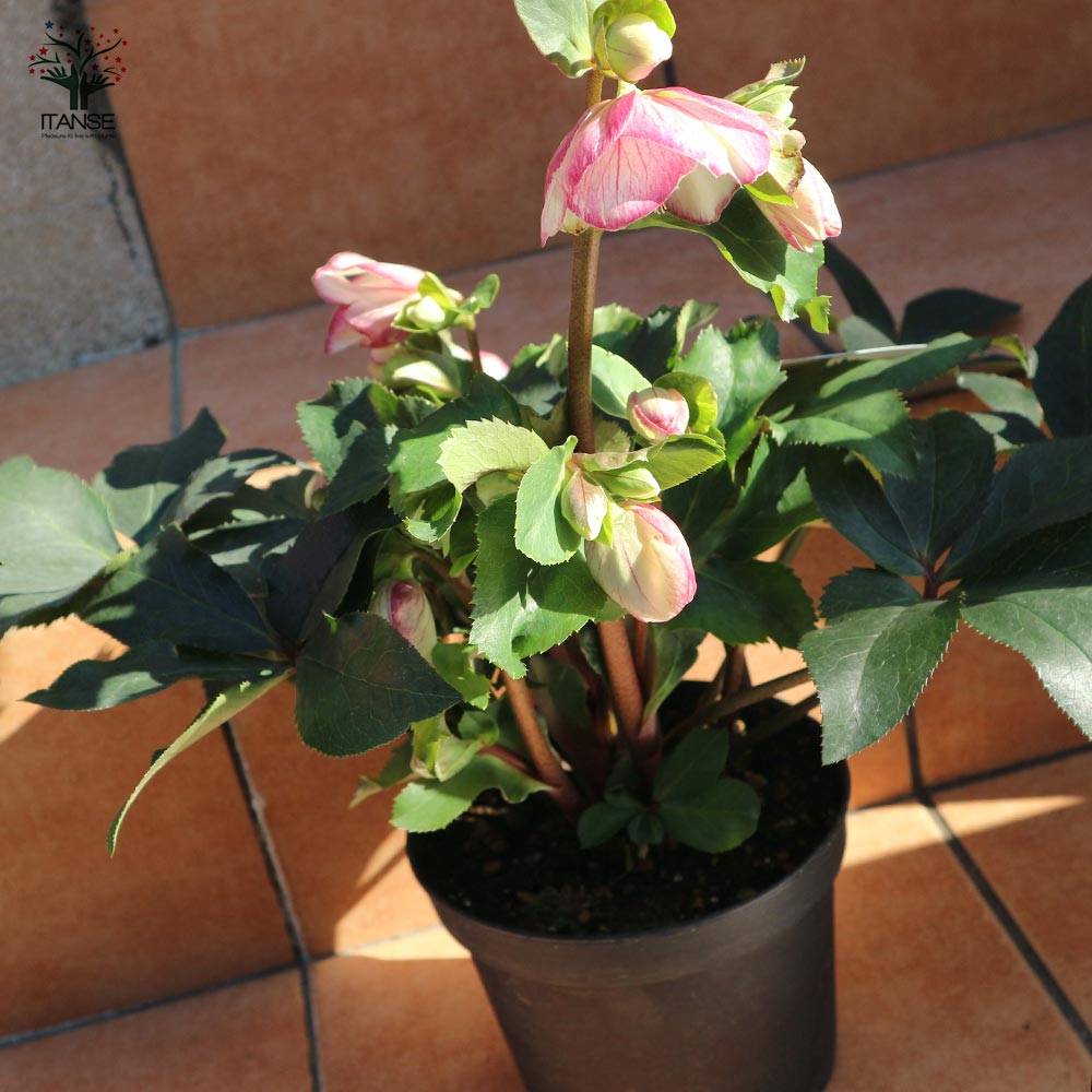 クリスマスローズ HGC IceN'roses 氷の薔薇：ピコティー【花苗 6号