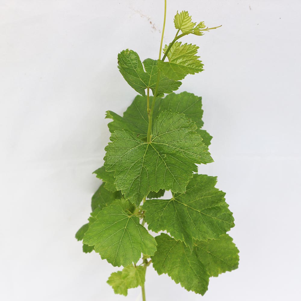 ぶどう苗 瀬戸ジャイアンツの苗木【果樹苗 2年生挿し木苗15cmポット