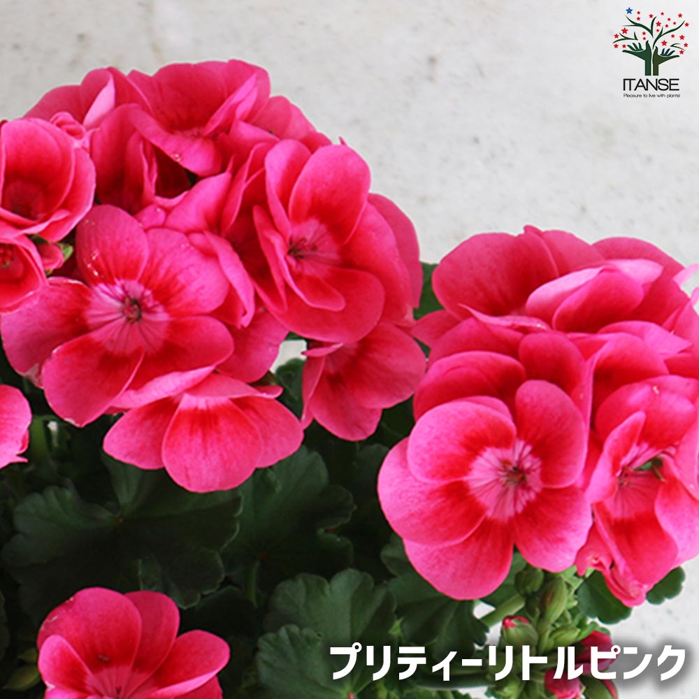ゼラニウム 2品種セット【花苗 3.5号】｜ 【植物のITANSE】全品
