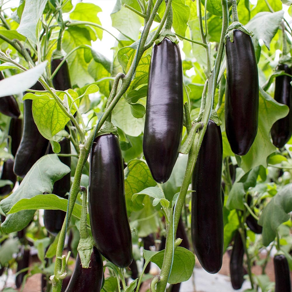 夏植えすずなりとげ無しなす(中長ナス)2個～【野菜苗 9cmポット自根苗