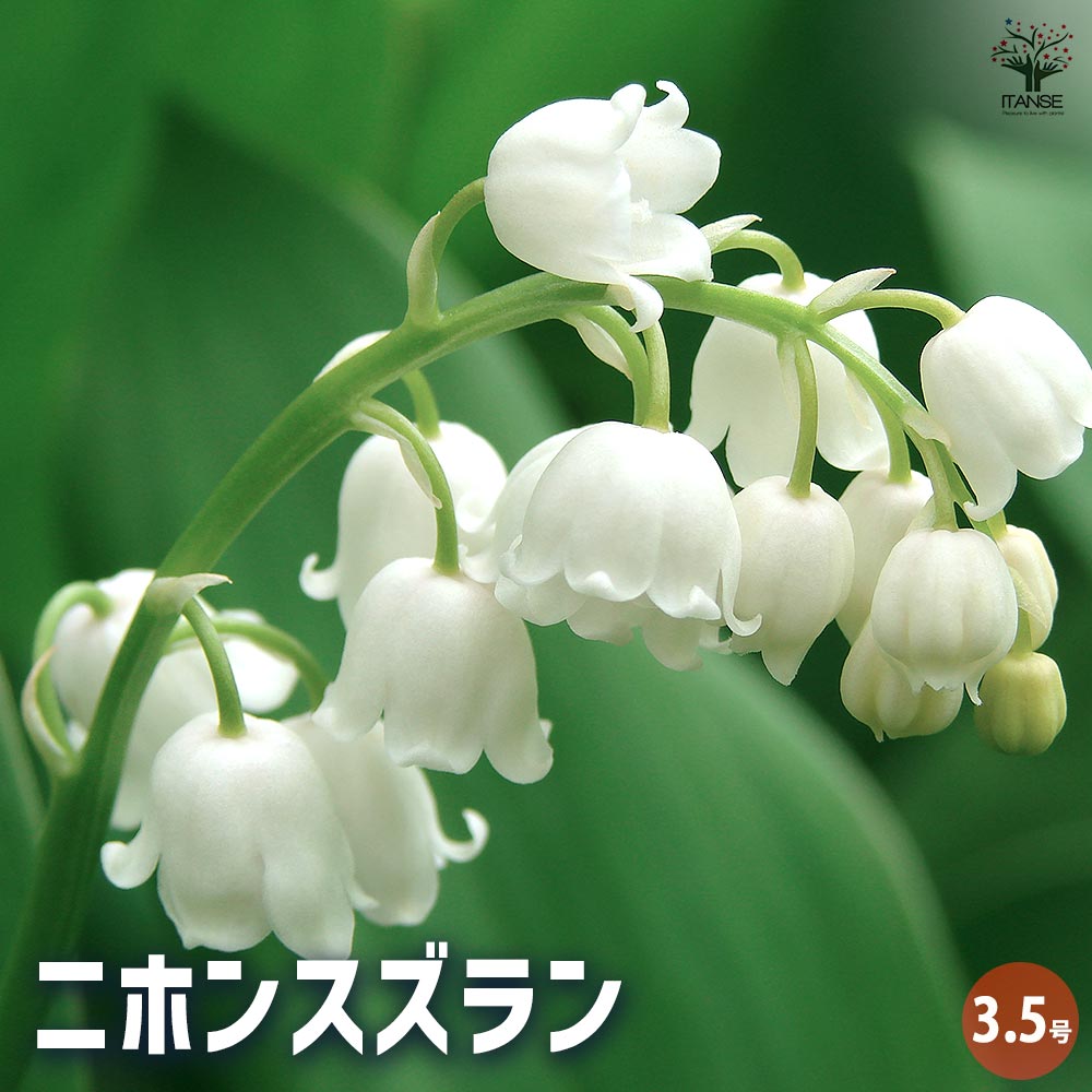 ニホンスズラン 2～3芽 【花苗 3.5号】｜ 【植物のITANSE】全品
