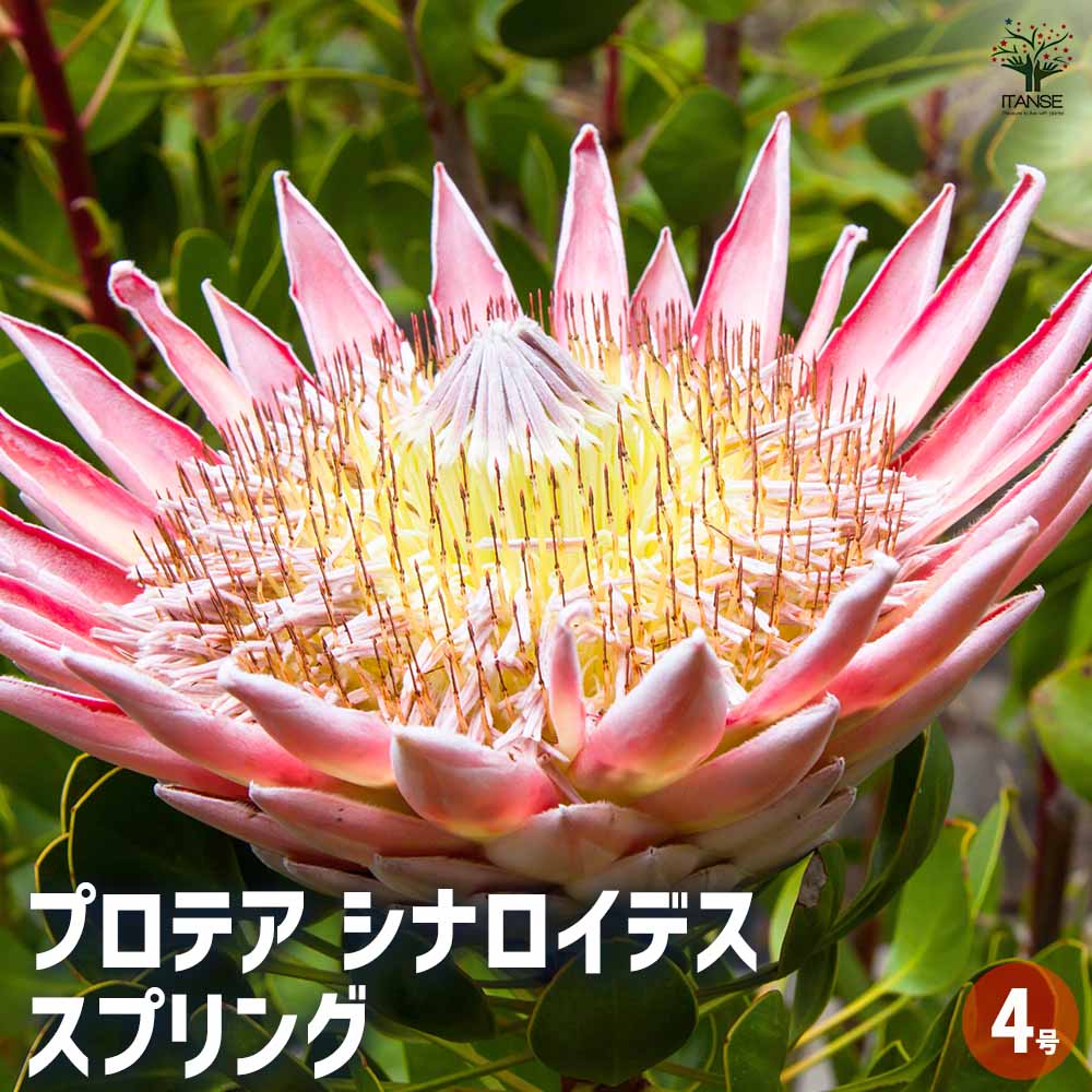 プロテア シナロイデス スプリング 【花木苗 4号／1個売り】｜ 【植物