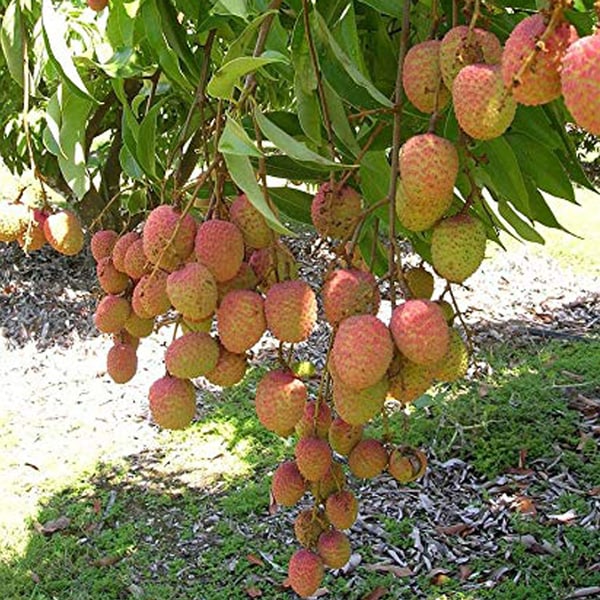 ライチ 玉荷包(ぎょくかほう)とり木大苗 Lサイズ 4～5年生苗 」【6号