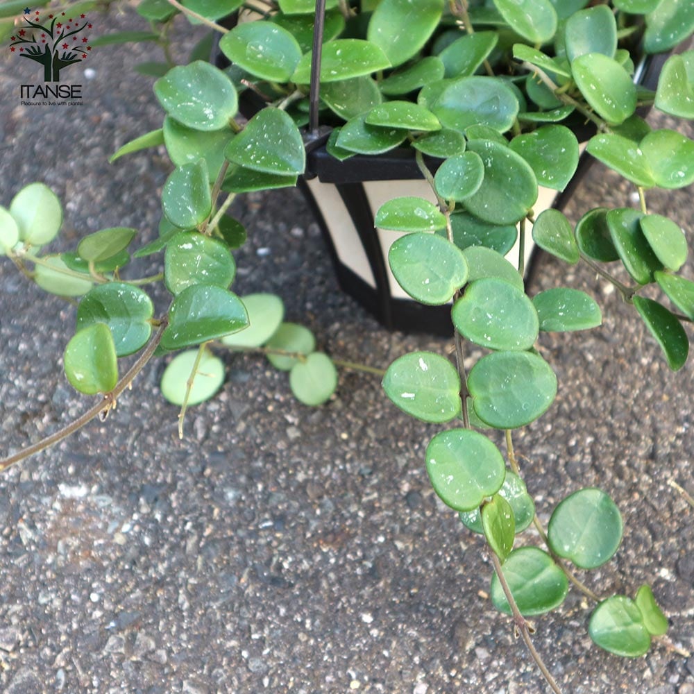 ホヤ(桜ラン)・マチルダ 【観葉植物 リビングやオフィス向きサイズ 吊