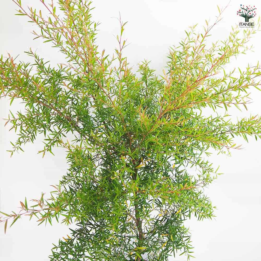 レプトスペルマム レモンティーツリー 【花木苗 8号／1個売り