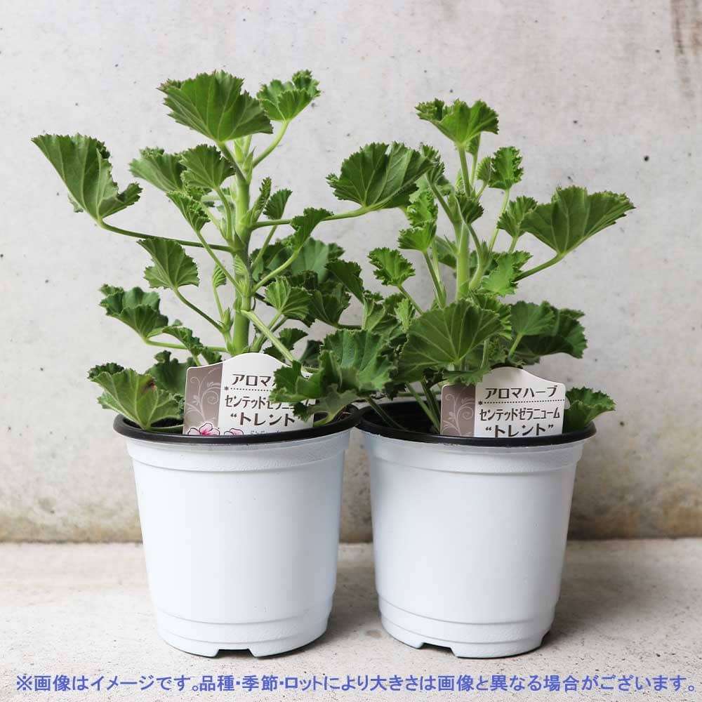 センテッドゼラニウム トレント 10.5cm2個～【おうちで簡単！育て