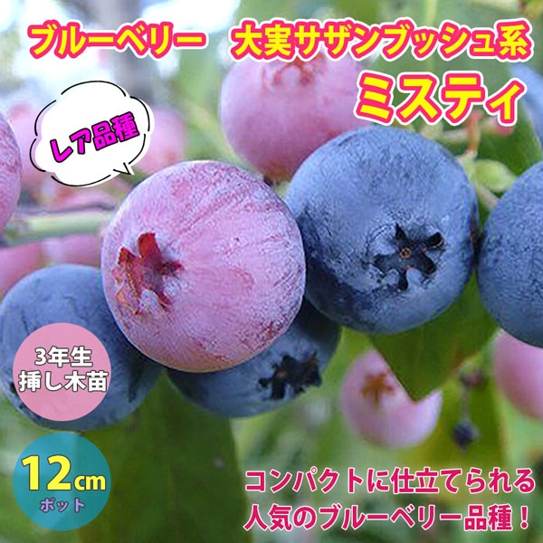 大実サザンブッシュ系ブルーベリー”ミスティー”12cmポット苗」【1個