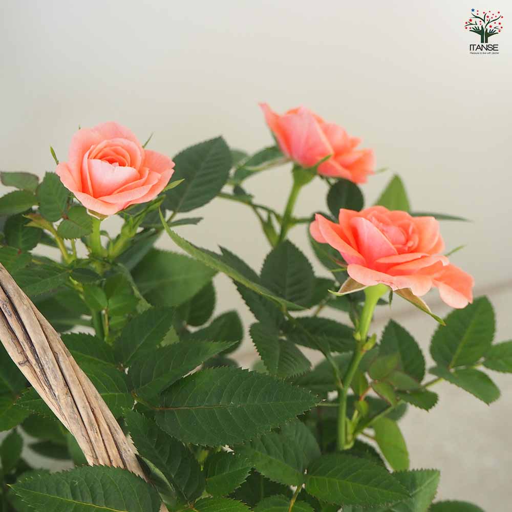 ミニ薔薇 花色見計らいセット【花苗 手付きバスケット投込売り