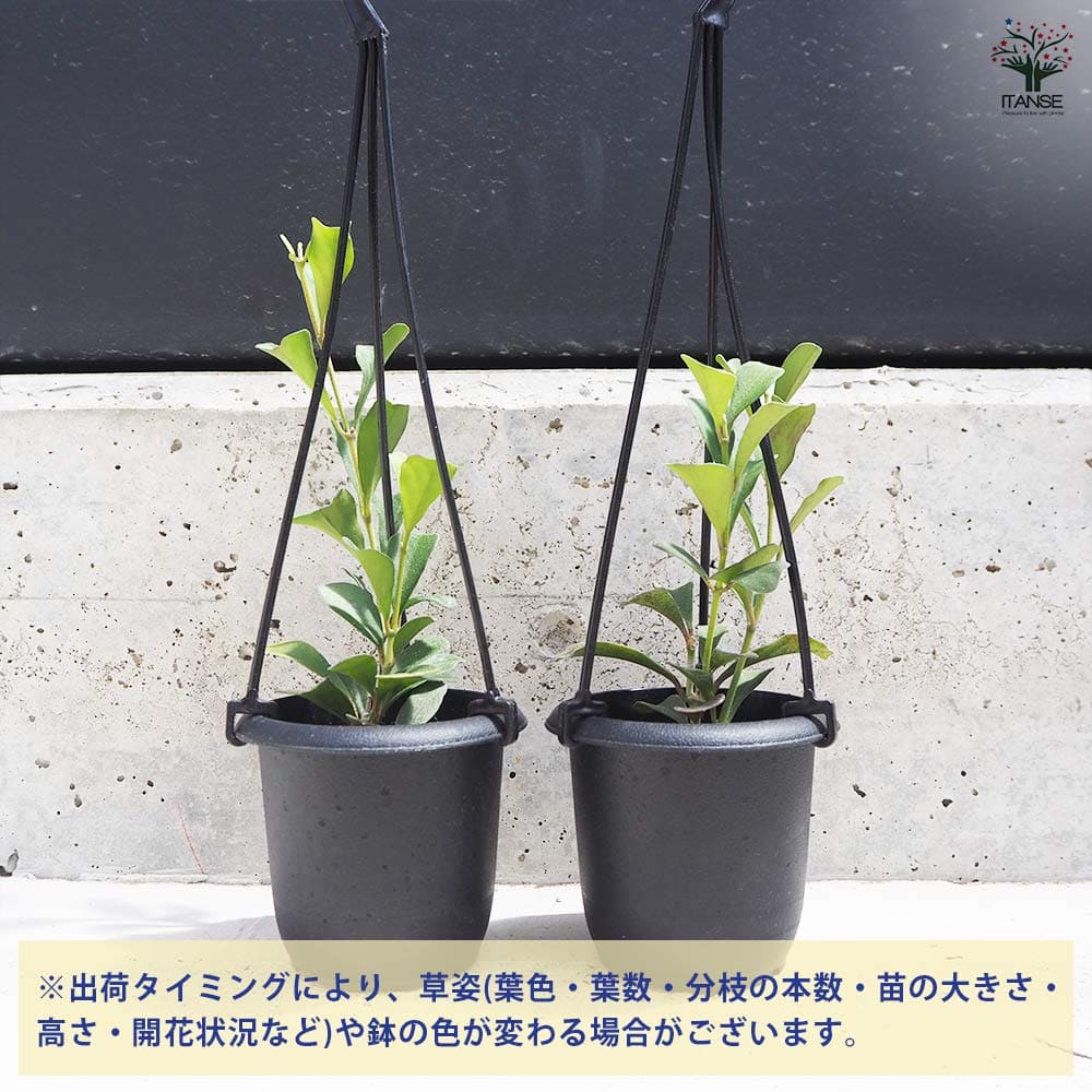 ホヤ マニプレンシス 【観葉植物 3号吊鉢】｜ 【植物のITANSE