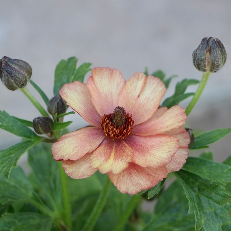 画像(最後の4枚)の現品1点限り☆ラナンキュラス・ラックス「ウラノス