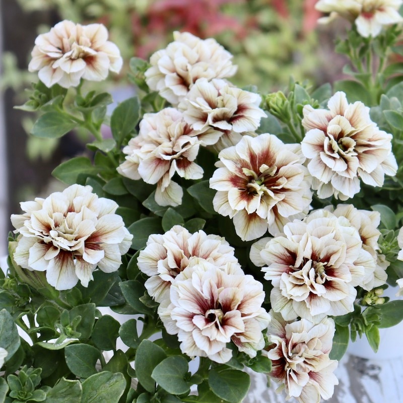 花日和さんの八重咲きペチュニア・ホイップマカロン「ショコラブラン