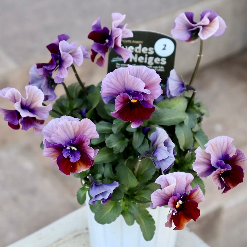 激レア品の限定販売】現品1点限り☆桂楓園さんのパンジー「フェデ