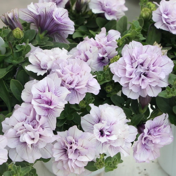 八重咲きペチュニア・パニエ「ラベンダー」(特大4号ポット)